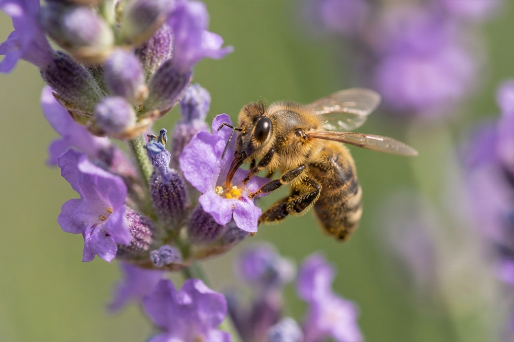 Honey bee gathering nectar from a purple lavender blossom in bright sunlight
